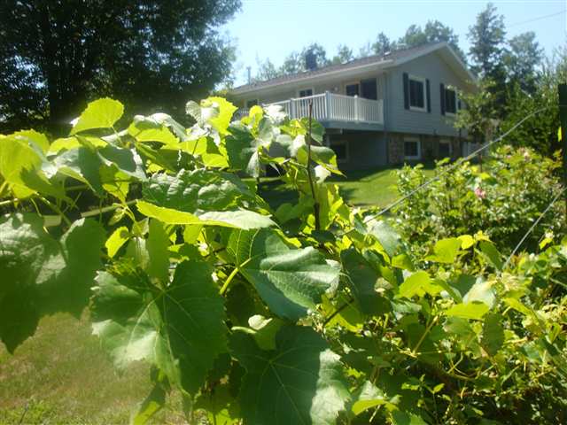 206 Nynas Road Esko, MN 55733 - Photo 1 of 1 Along the grove of fruit and pine trees