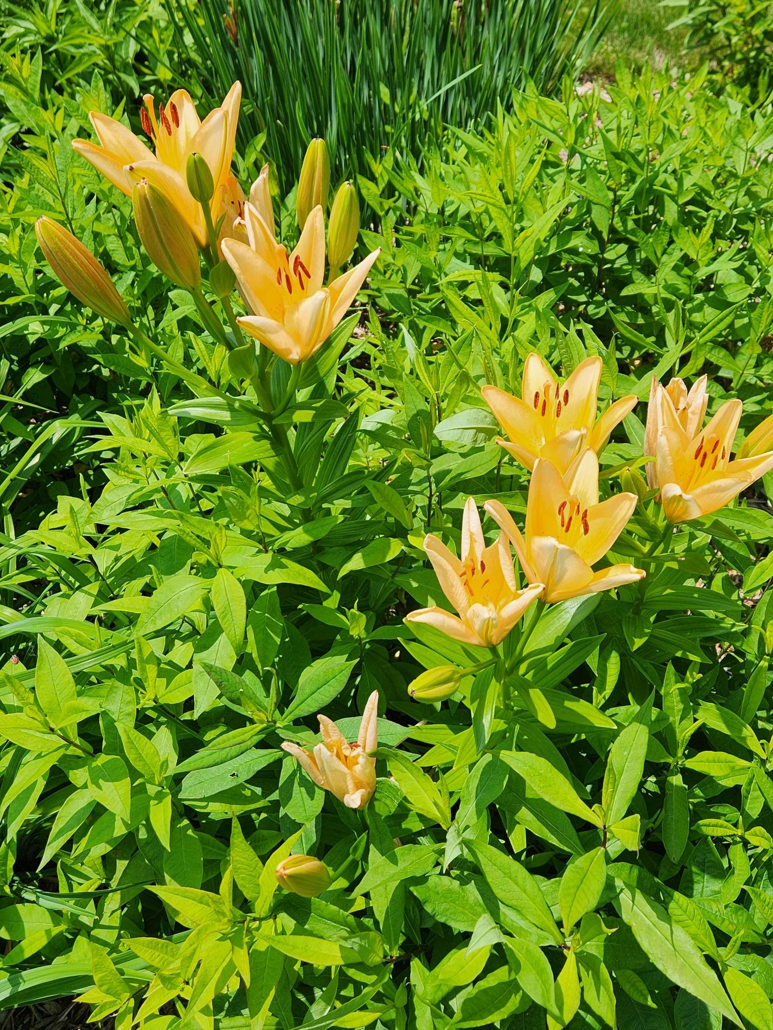 4230 Arboretum Drive Northwest Rochester, MN 55901 - Photo 88 of 89