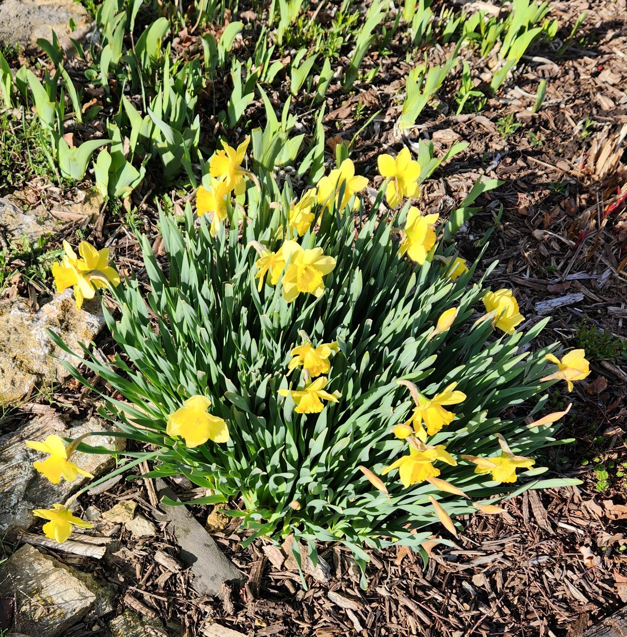 4230 Arboretum Drive Northwest Rochester, MN 55901 - Photo 89 of 89