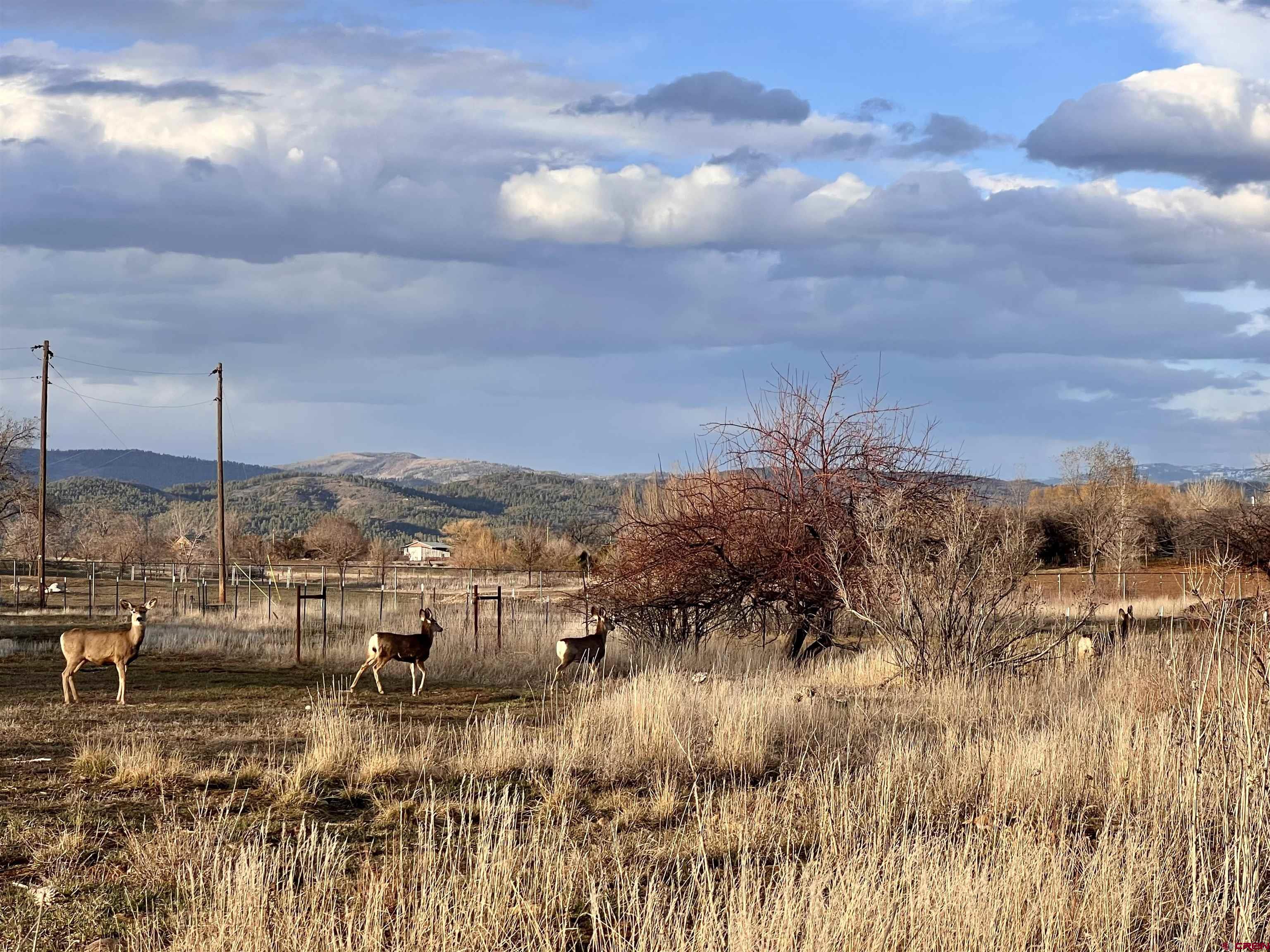 478 Highway 172 Durango, CO 81303 - Photo 20 of 26