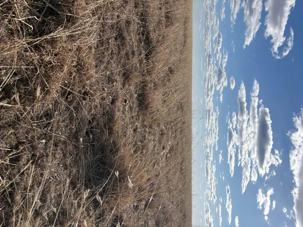 a close up of a plant