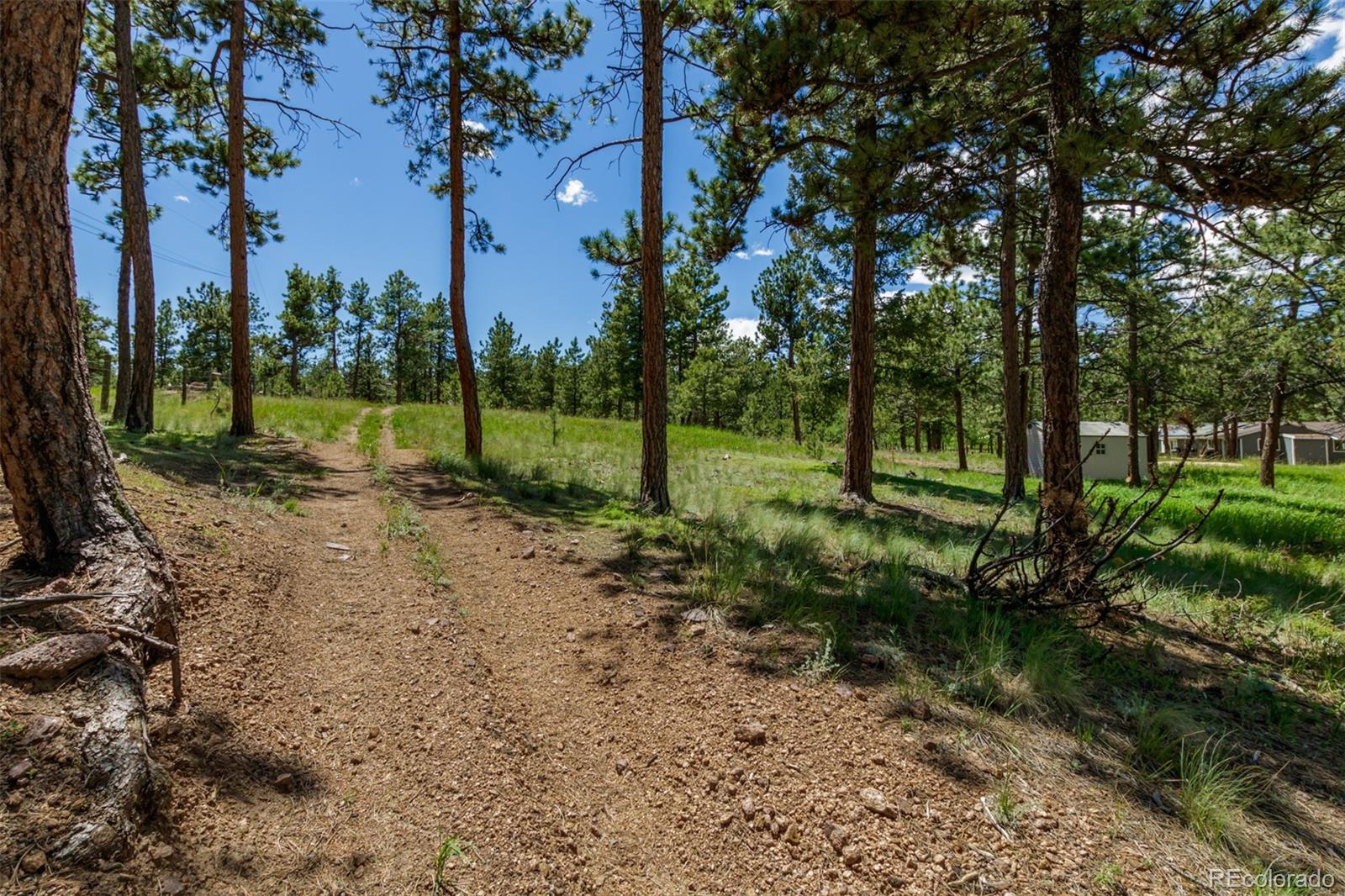 95 Double Tree Road Bailey, CO 80421 - Photo 31 of 40 a view of a park with large trees