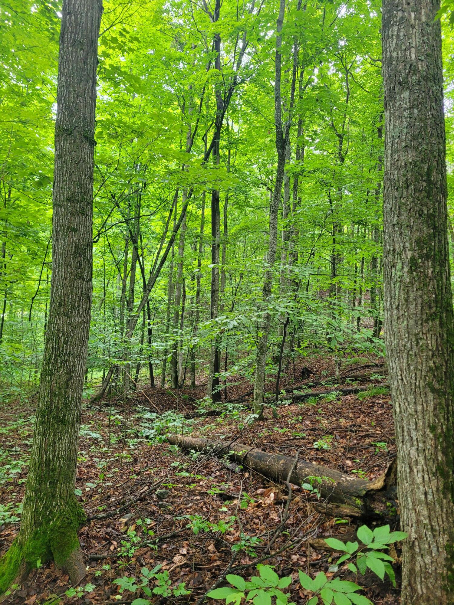 11408 Manier Road Atlanta, MI 49709 - Photo 17 of 32 Gallery Image 17