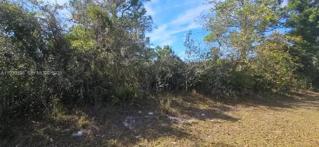a view of a forest with trees in the background