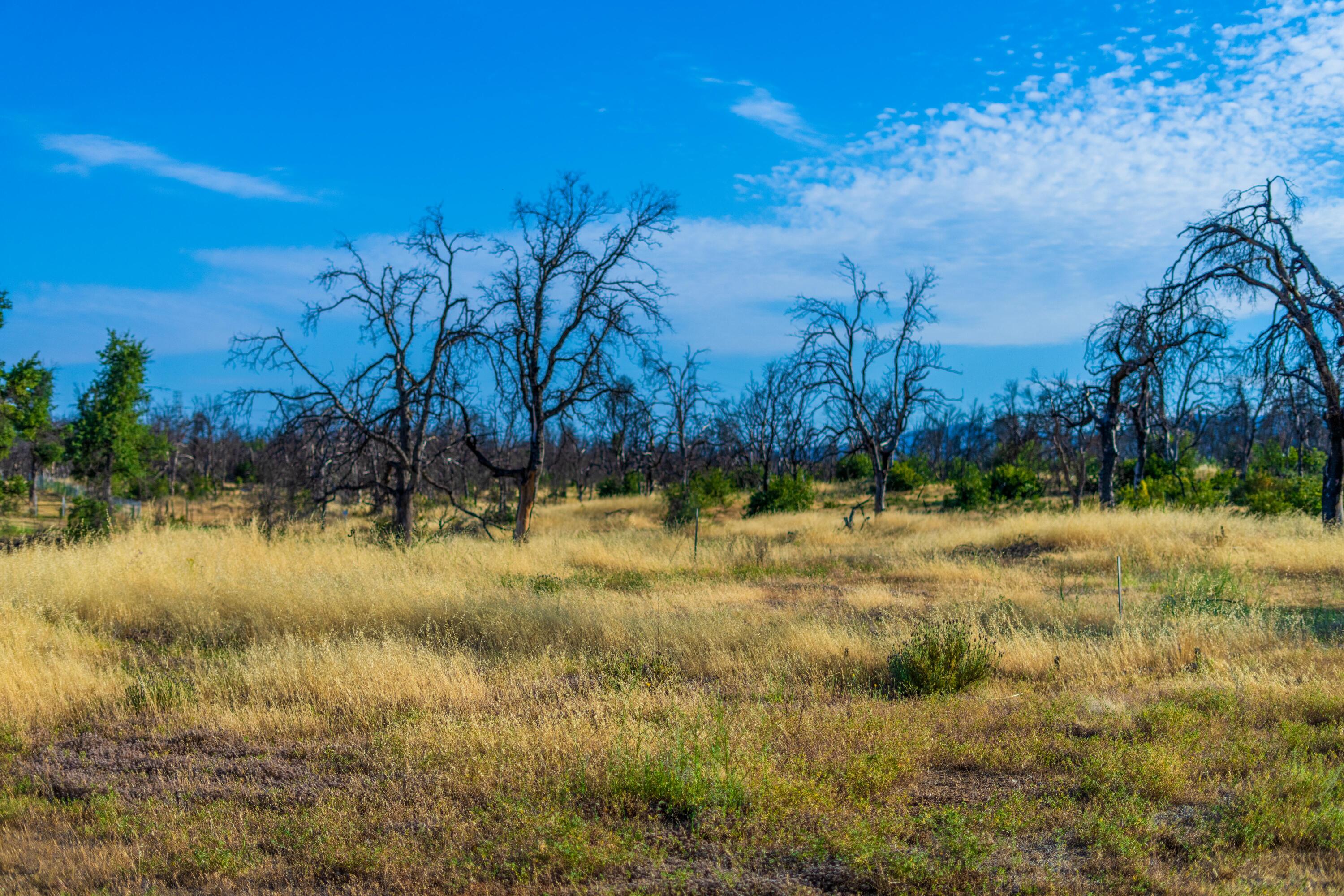 17007 Keswick Dam Road Redding, CA 96003 - Photo 17 of 20 a view of a yard
