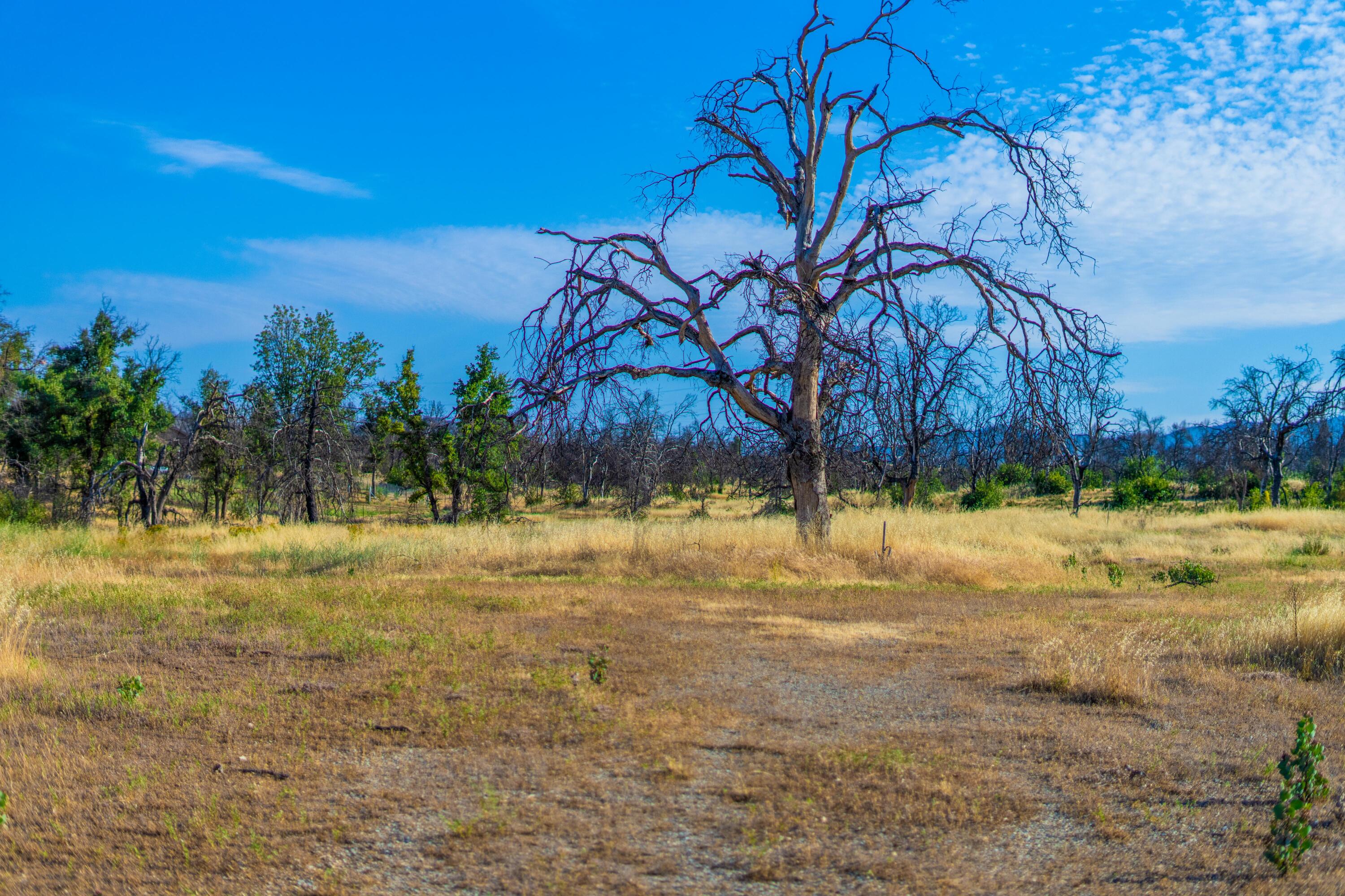 17007 Keswick Dam Road Redding, CA 96003 - Photo 20 of 20 a view of a yard with an tree