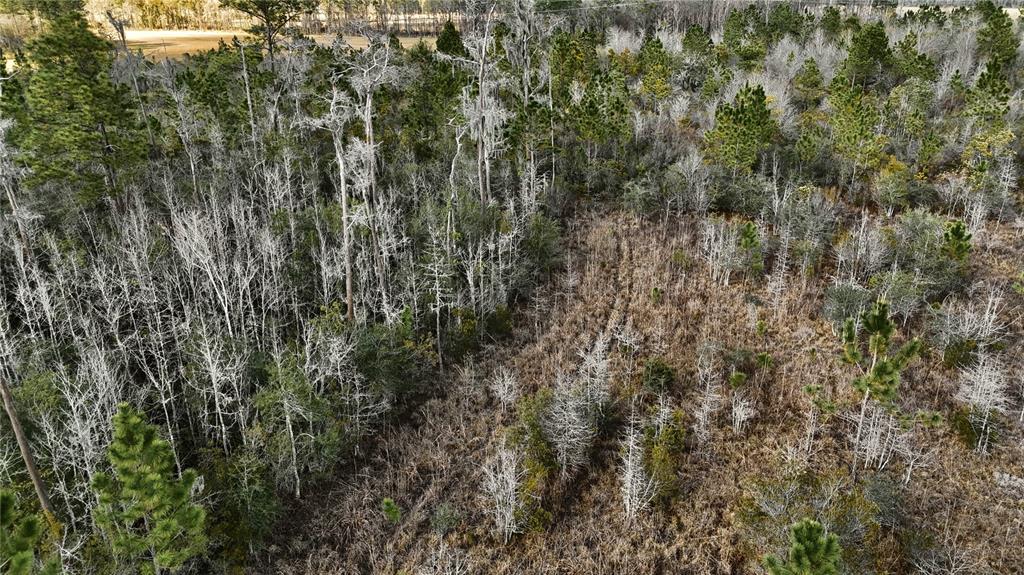 0 West Market Road Starke, FL 32091 - Photo 12 of 36 a view of a forest with a tree