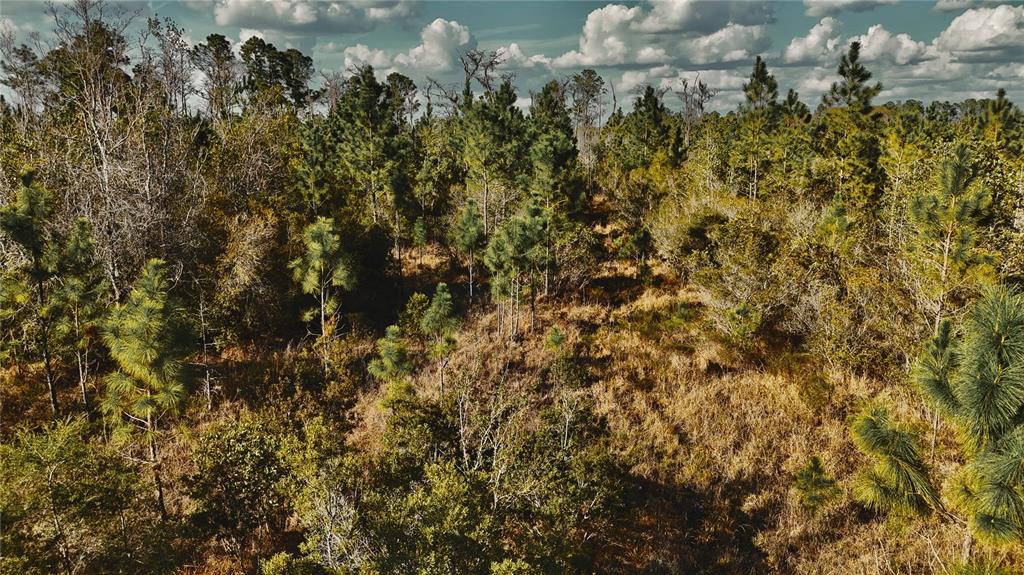 0 West Market Road Starke, FL 32091 - Photo 17 of 36 a view of a bunch of trees and bushes