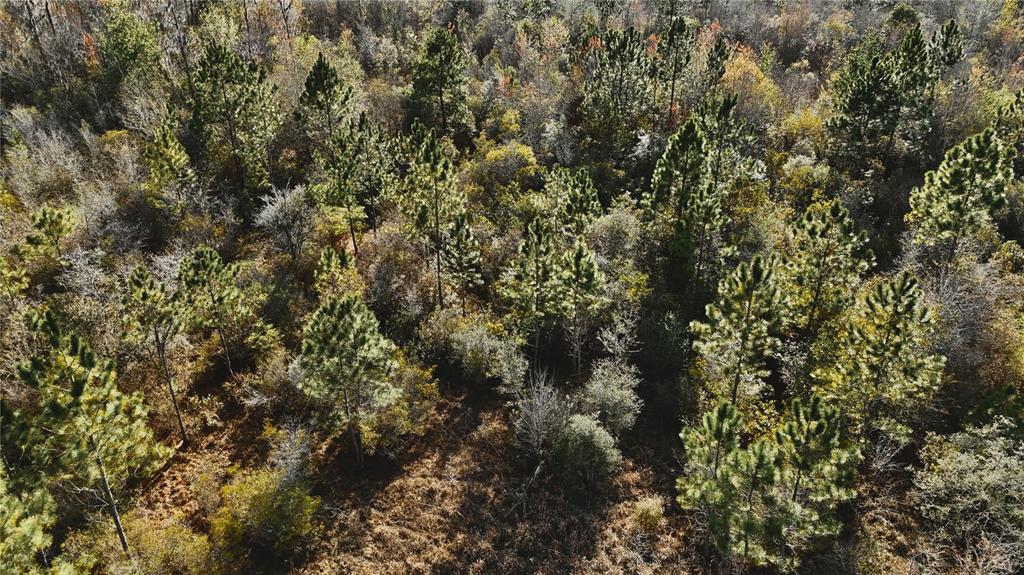 0 West Market Road Starke, FL 32091 - Photo 10 of 36 a view of a tree