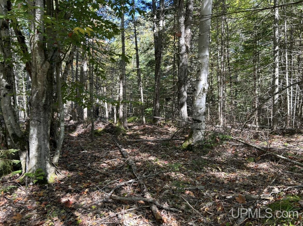 40-acres Mosquito Stub Road Shingleton, MI 49884 - Photo 21 of 25 Gallery Image 21