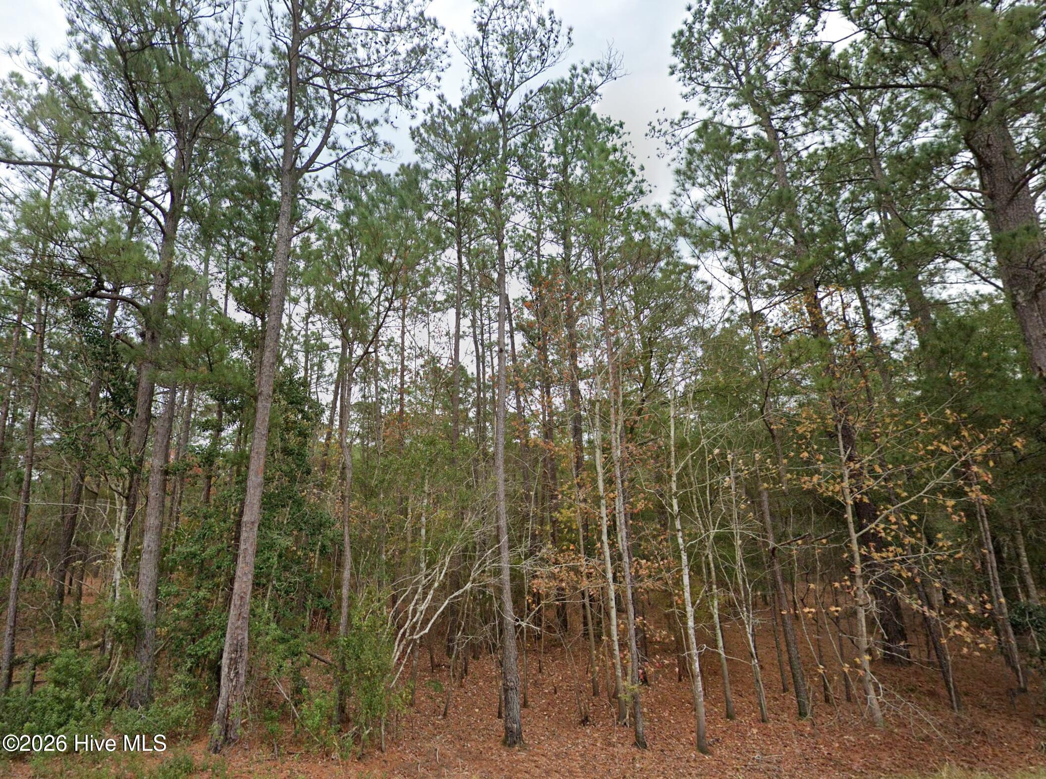 0 Shiloh Road Willard, NC 28478 - Photo 3 of 13 photo3