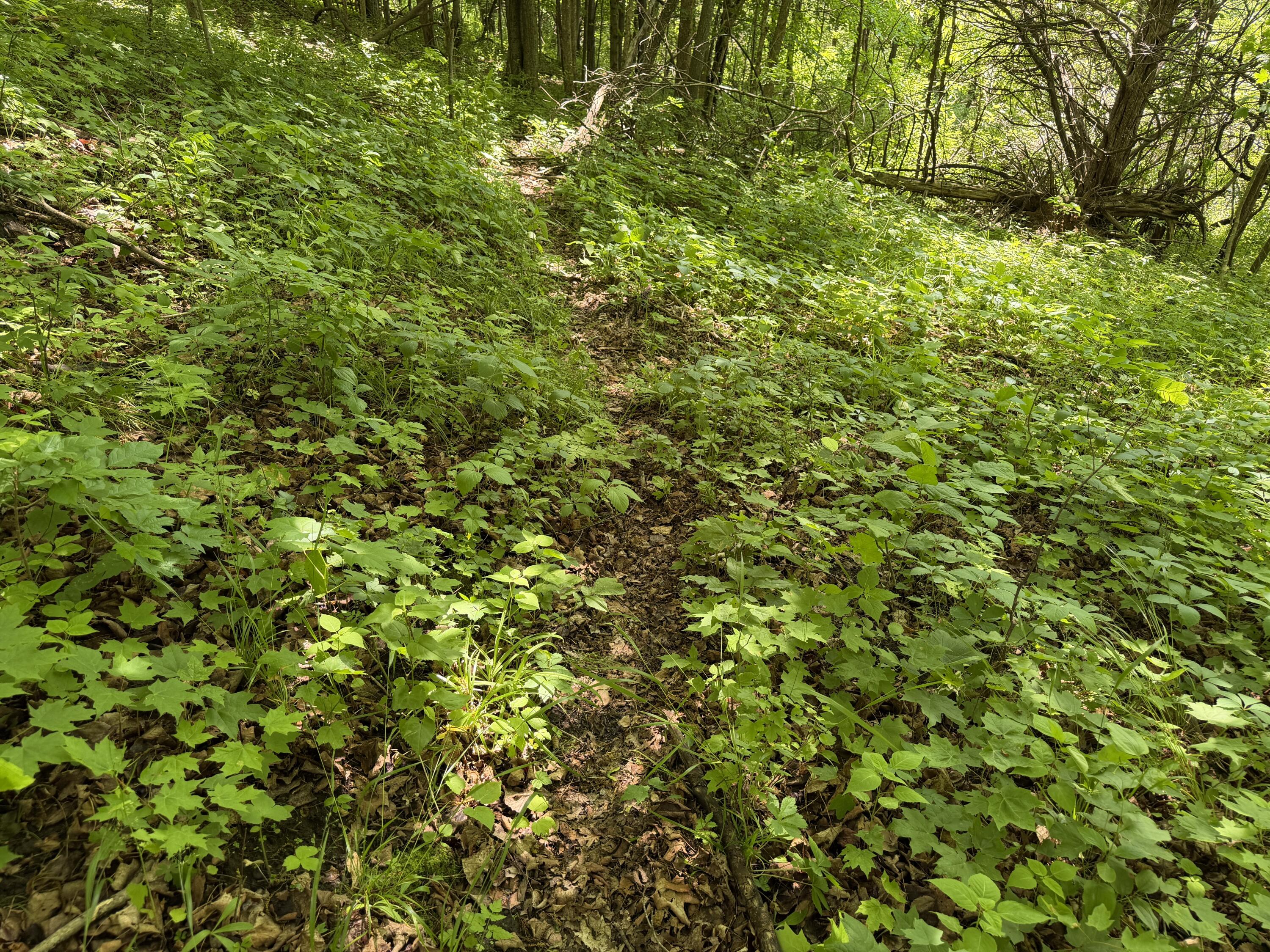 E12950 County Rd D Stark, WI 54639 - Photo 11 of 36 20260606_201237832_iOS