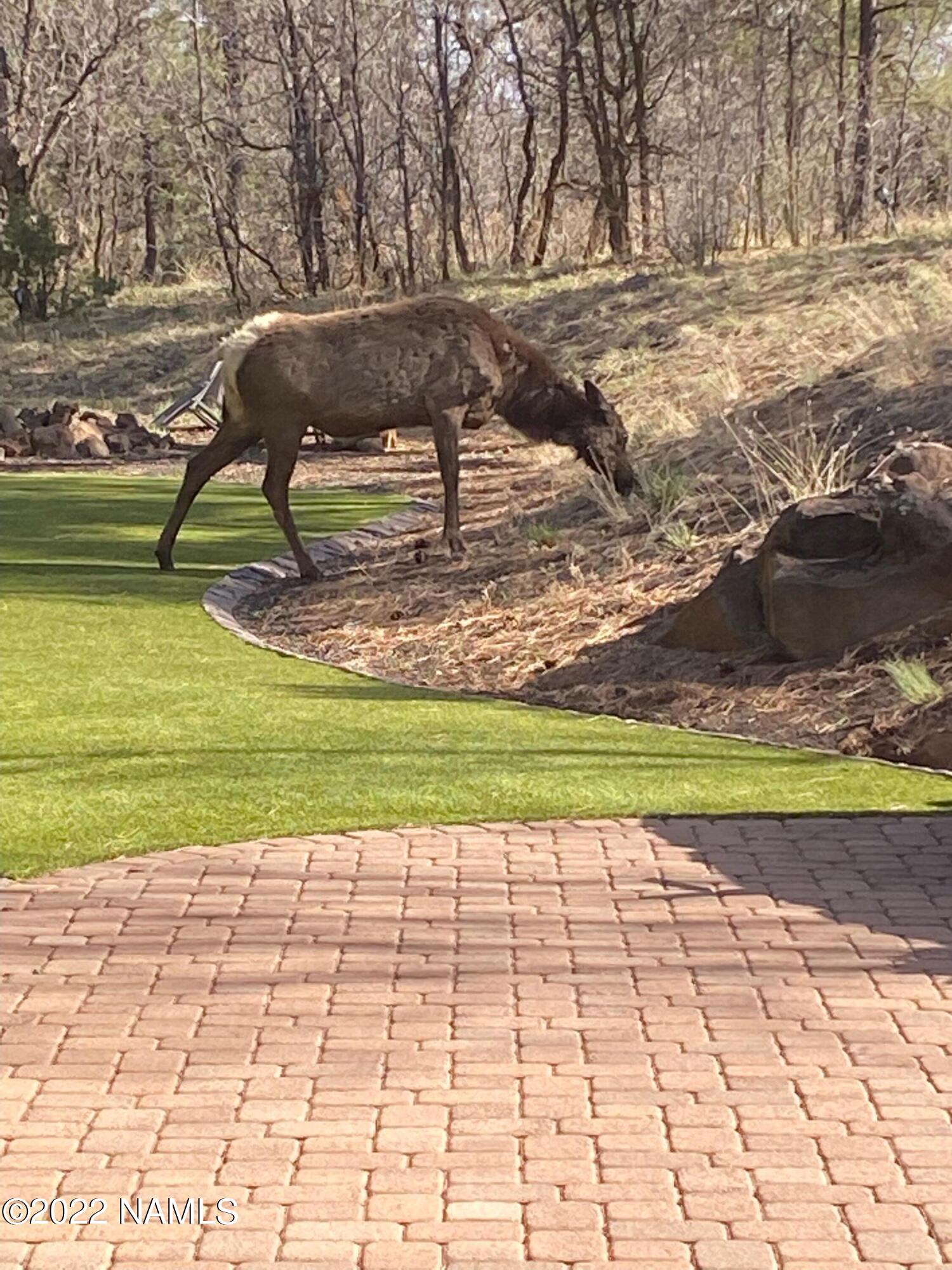 5400 Lindsey Road Flagstaff, AZ 86004 - Photo 26 of 34 Elk in Back Yard