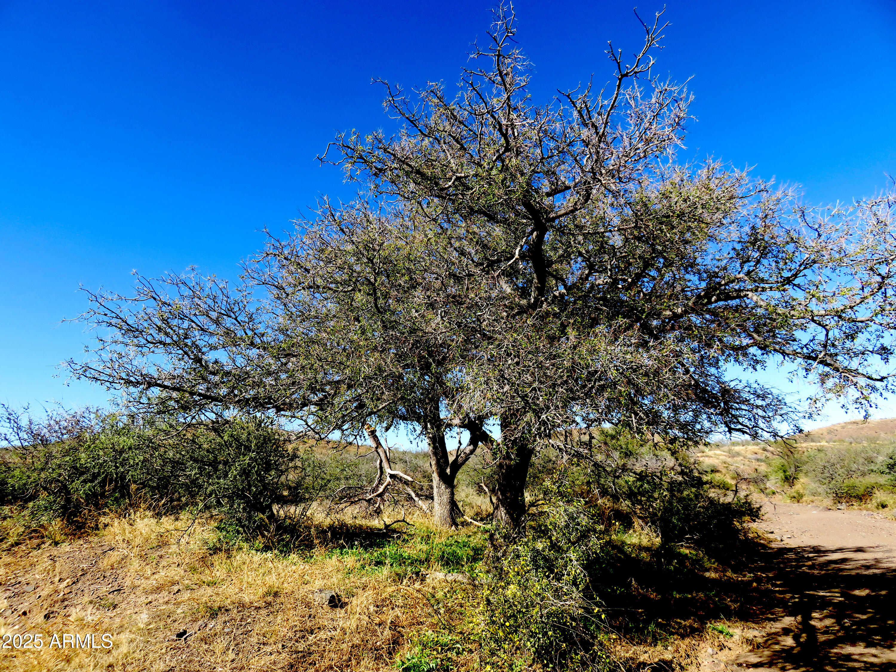 Tbd East Walnut Springs Road, Unit 47 Douglas, AZ 85607 - Photo 14 of 27 a view of a tree with lots of bushes