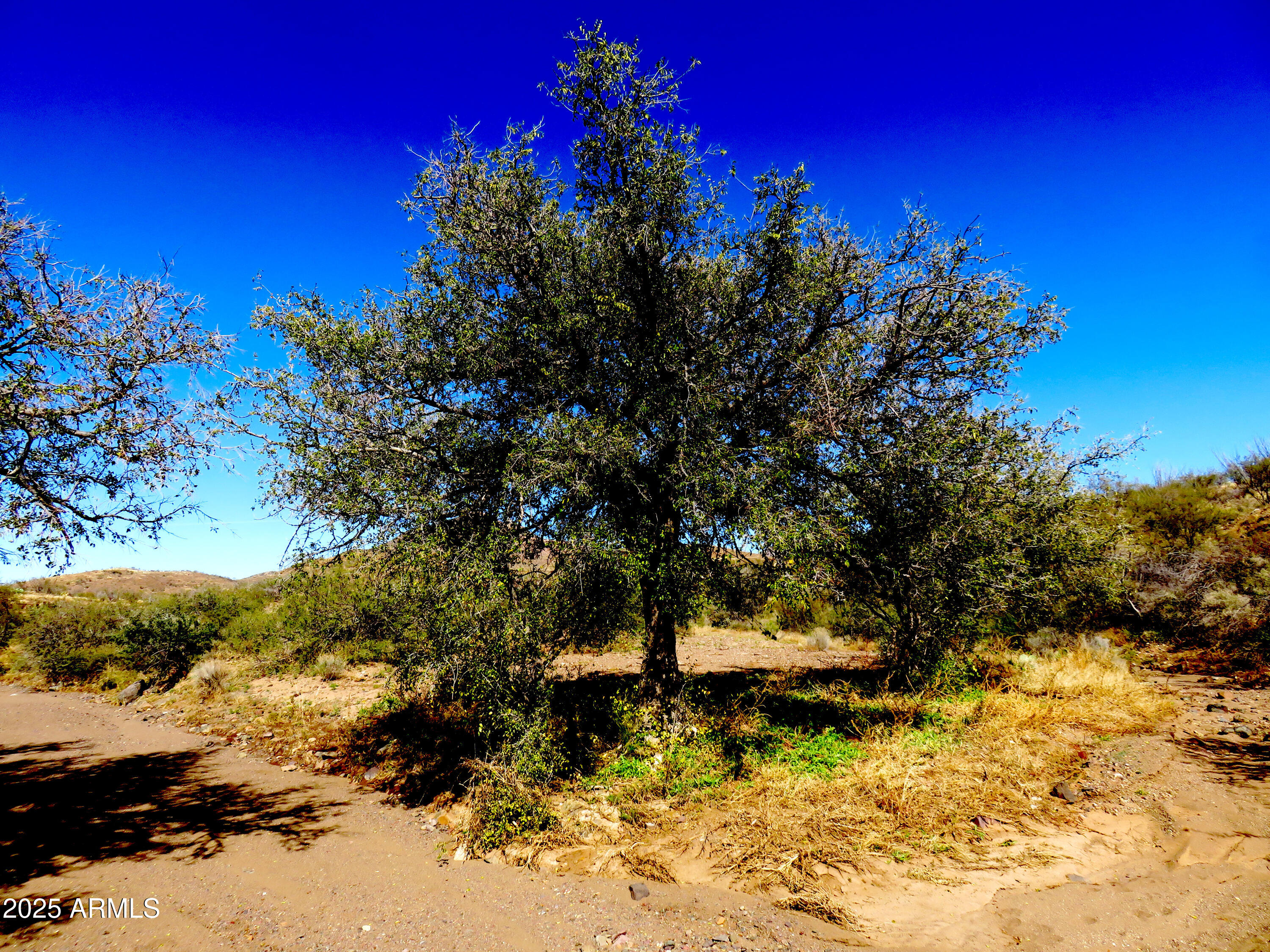 Tbd East Walnut Springs Road, Unit 47 Douglas, AZ 85607 - Photo 15 of 27 a view of a tree with a yard
