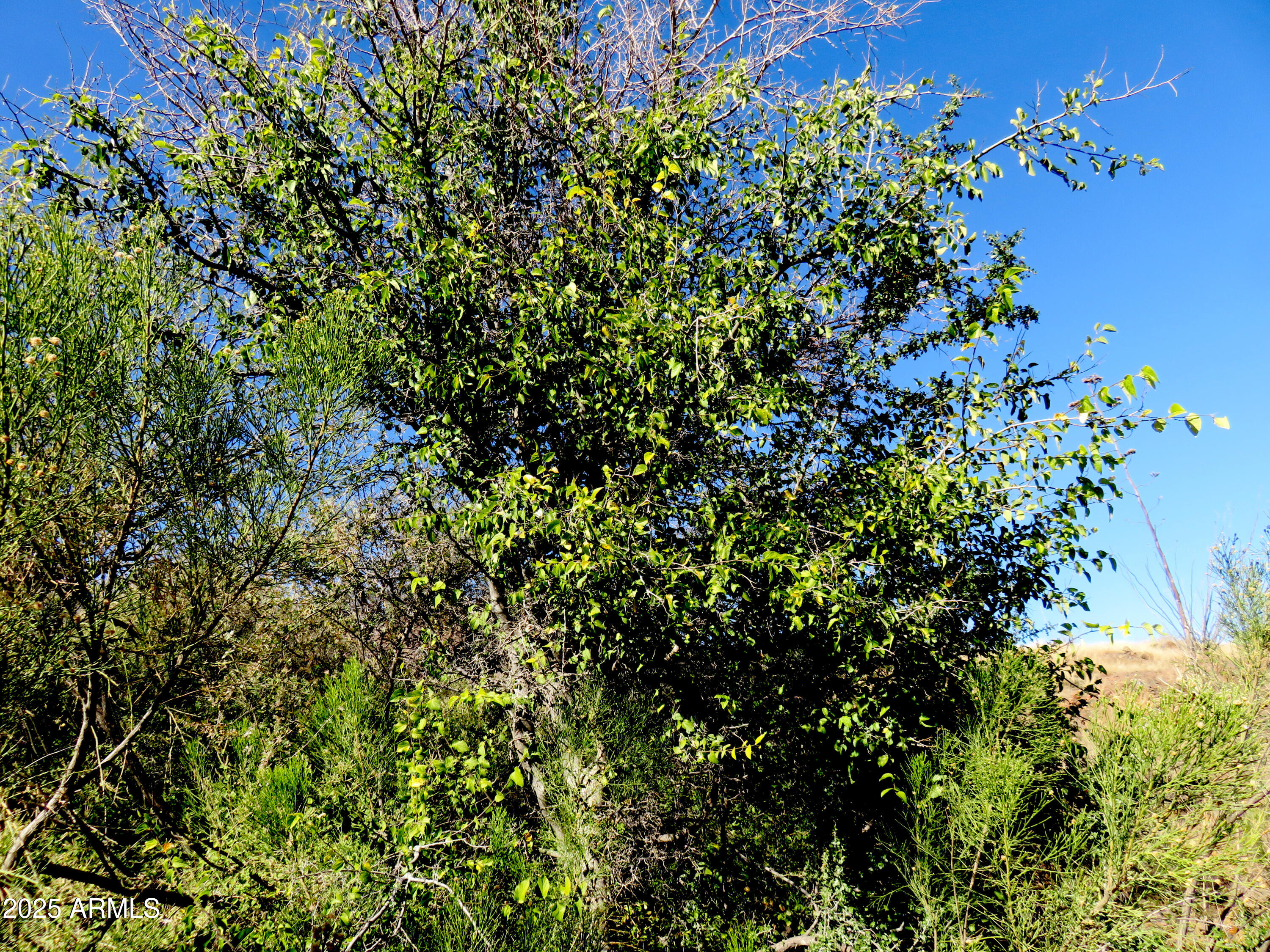 Tbd East Walnut Springs Road, Unit 47 Douglas, AZ 85607 - Photo 18 of 27 a view of a plants
