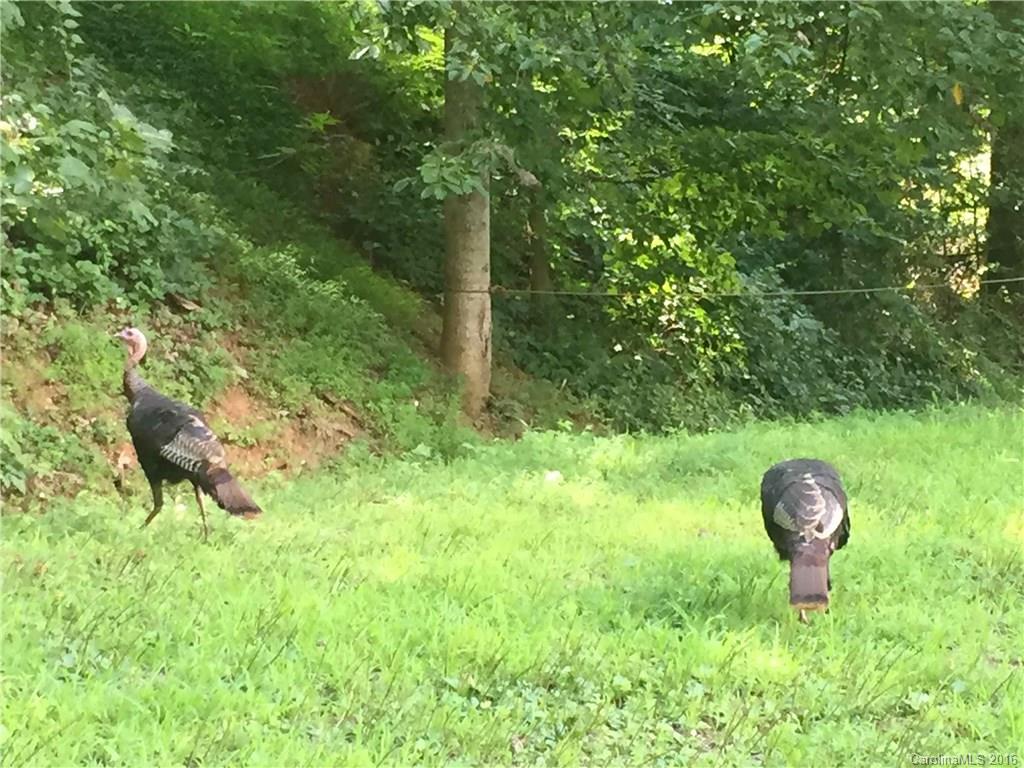 0 Mills Place Road Asheville, NC 28804 - Photo 7 of 11