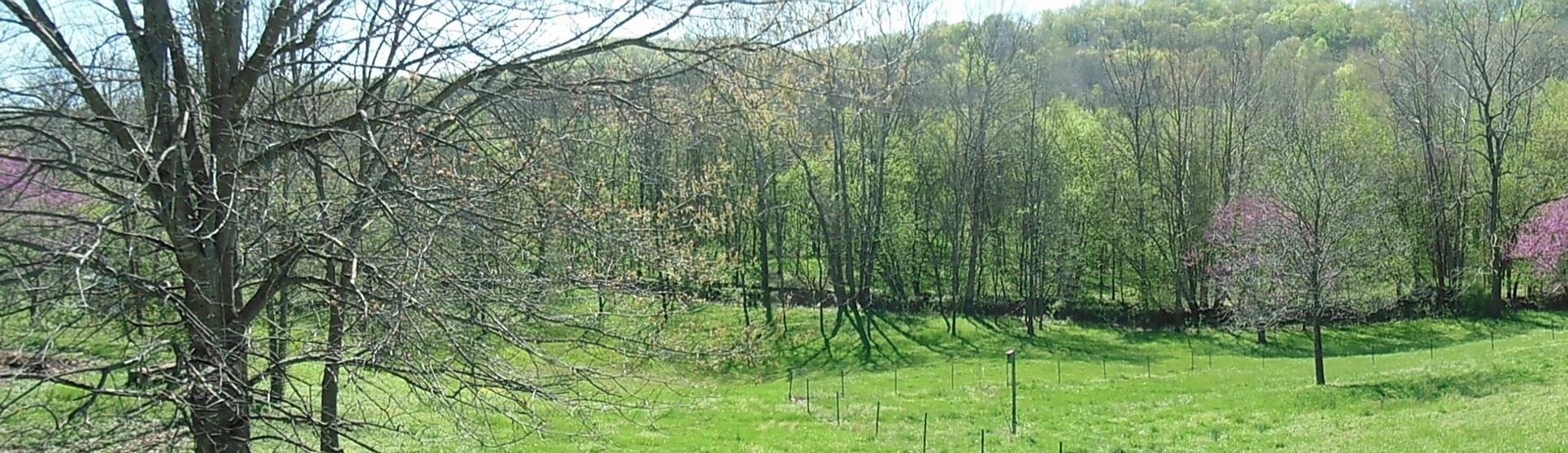 406 Winding Ridge Trail Seymour, TN 37865 - Photo 3 of 34 pana of yard