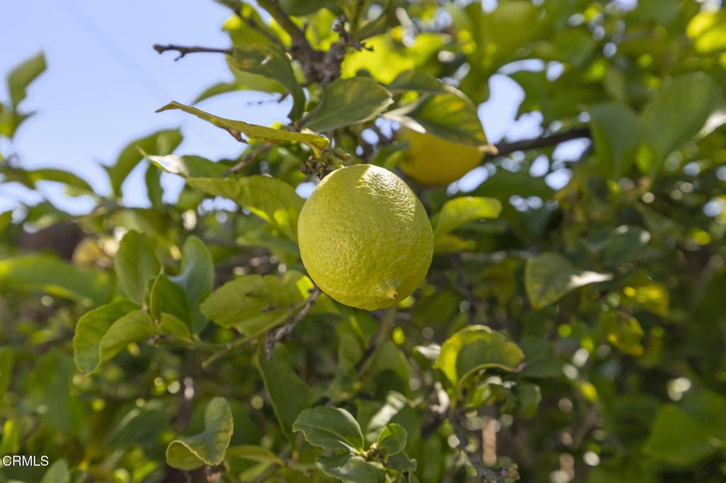 320 D Street Fillmore, CA 93015 - Photo 43 of 56 43-web-or-mls-UpmarketMedia_320D-138