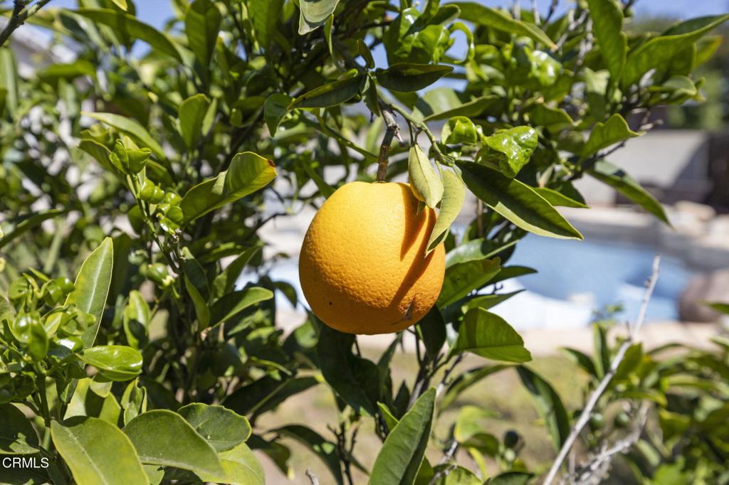 320 D Street Fillmore, CA 93015 - Photo 44 of 56 44-web-or-mls-UpmarketMedia_320D-141