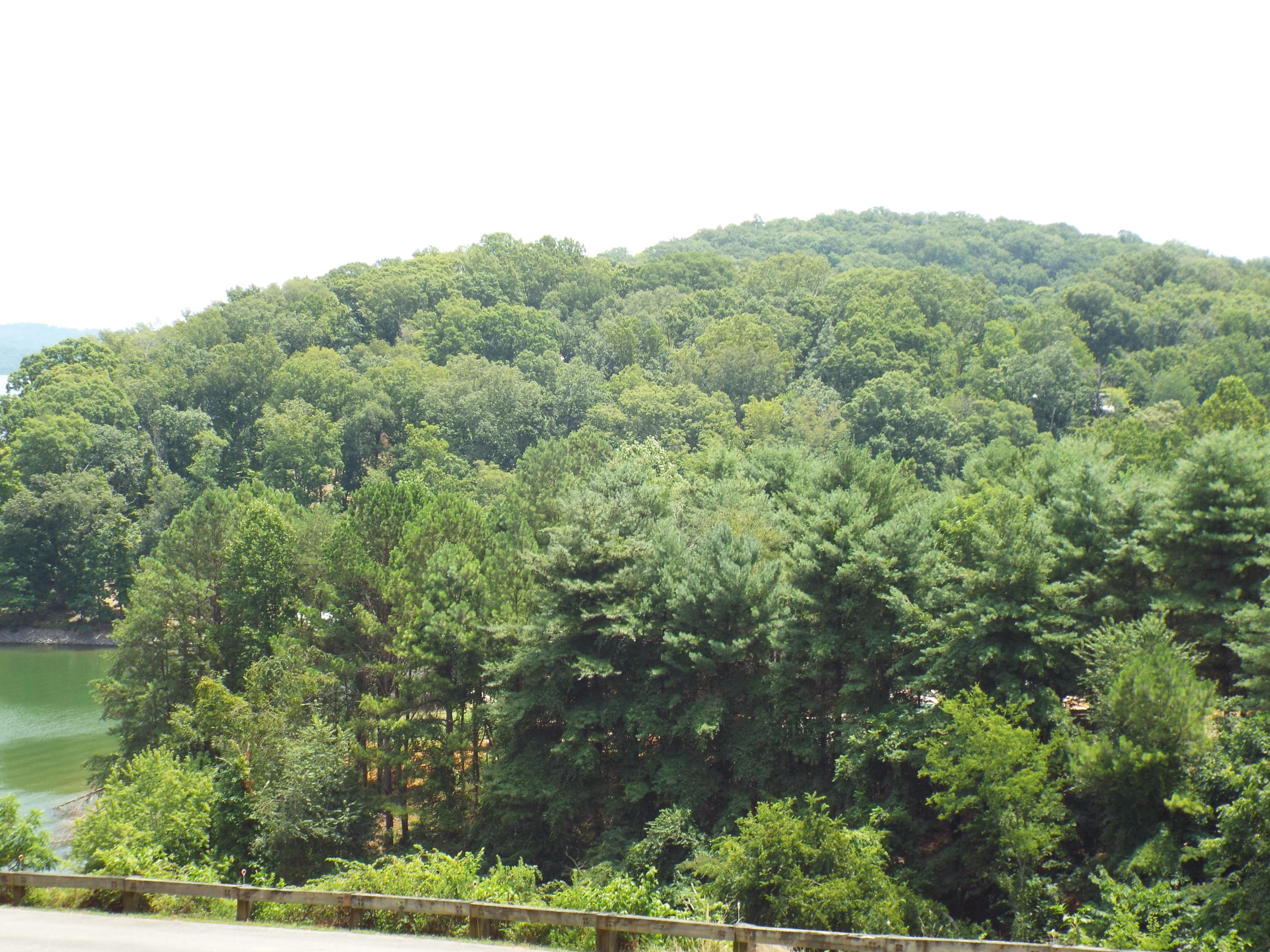 Parks Ferry Road Friendsville, TN 37737 - Photo 2 of 16 DSCF3829