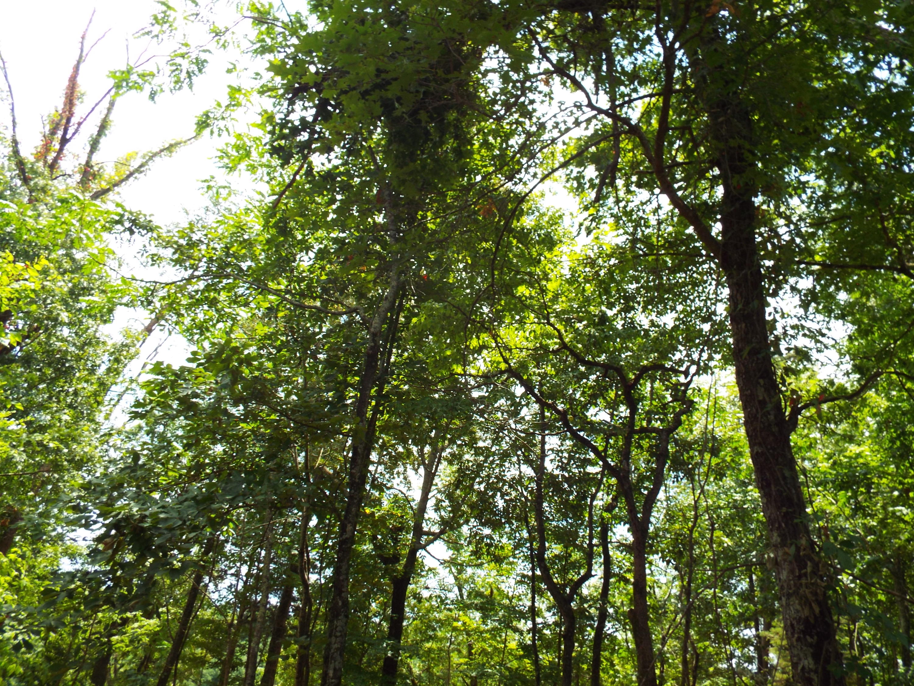 Parks Ferry Road Friendsville, TN 37737 - Photo 7 of 16 DSCF3821
