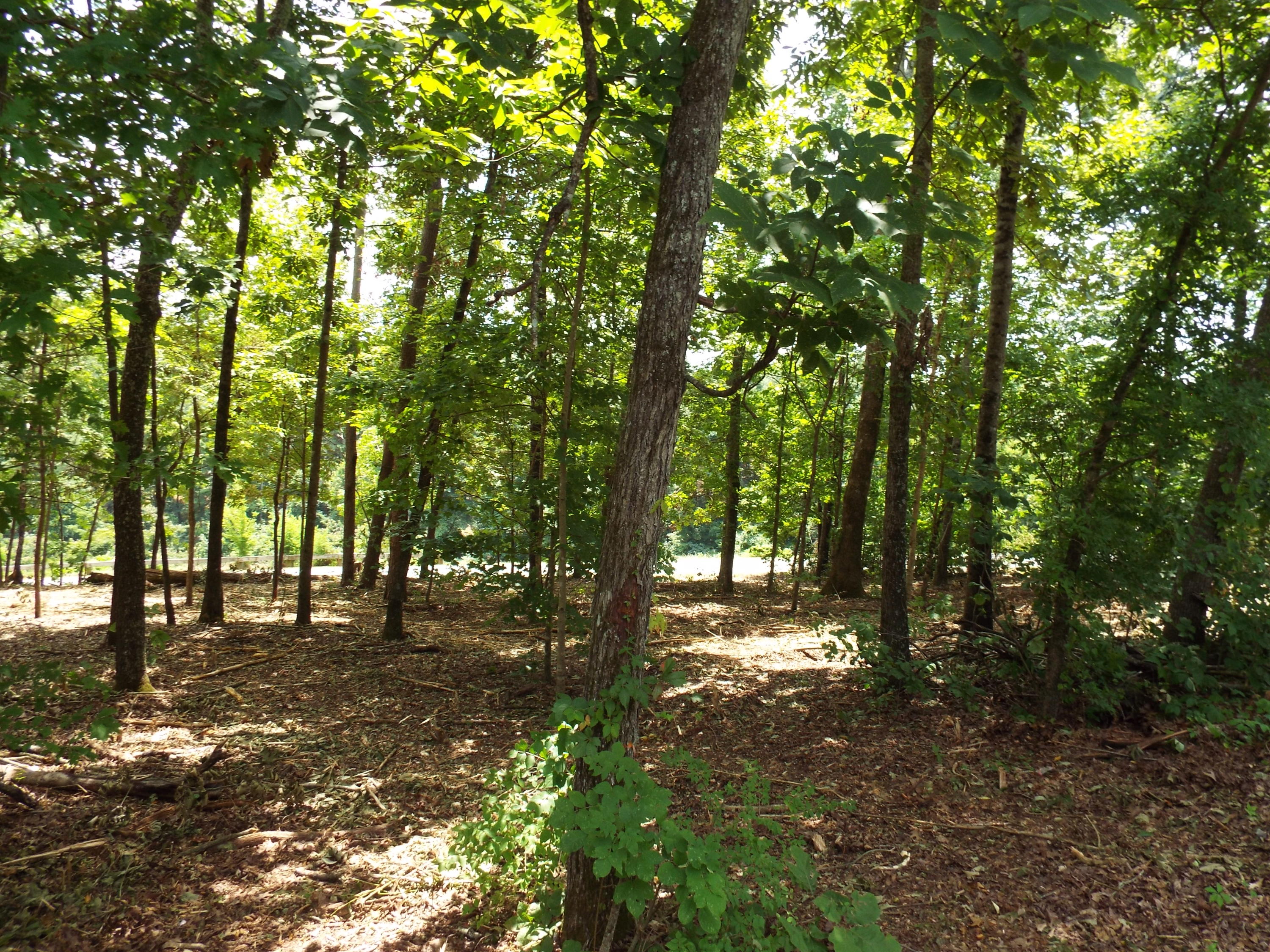 Parks Ferry Road Friendsville, TN 37737 - Photo 8 of 16 DSCF3823