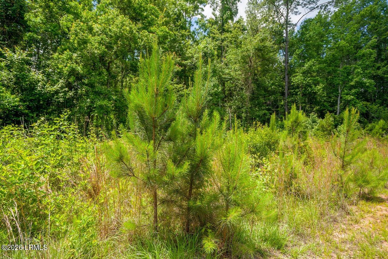 Tbd Evergreen Lane Walterboro, SC 29488 - Photo 20 of 39 DSC01562-61-HDR.jpg-SMALL