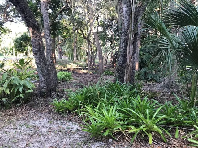a view of a tree in the garden