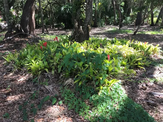 a view of a garden with large trees