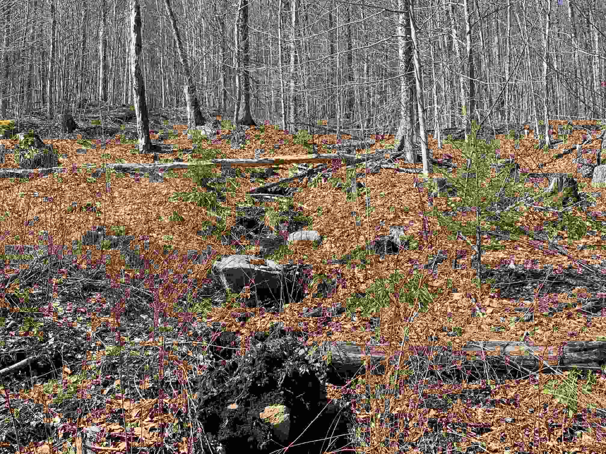 0 Moise Wood Road Island Pond, VT 05846 - Photo 6 of 19