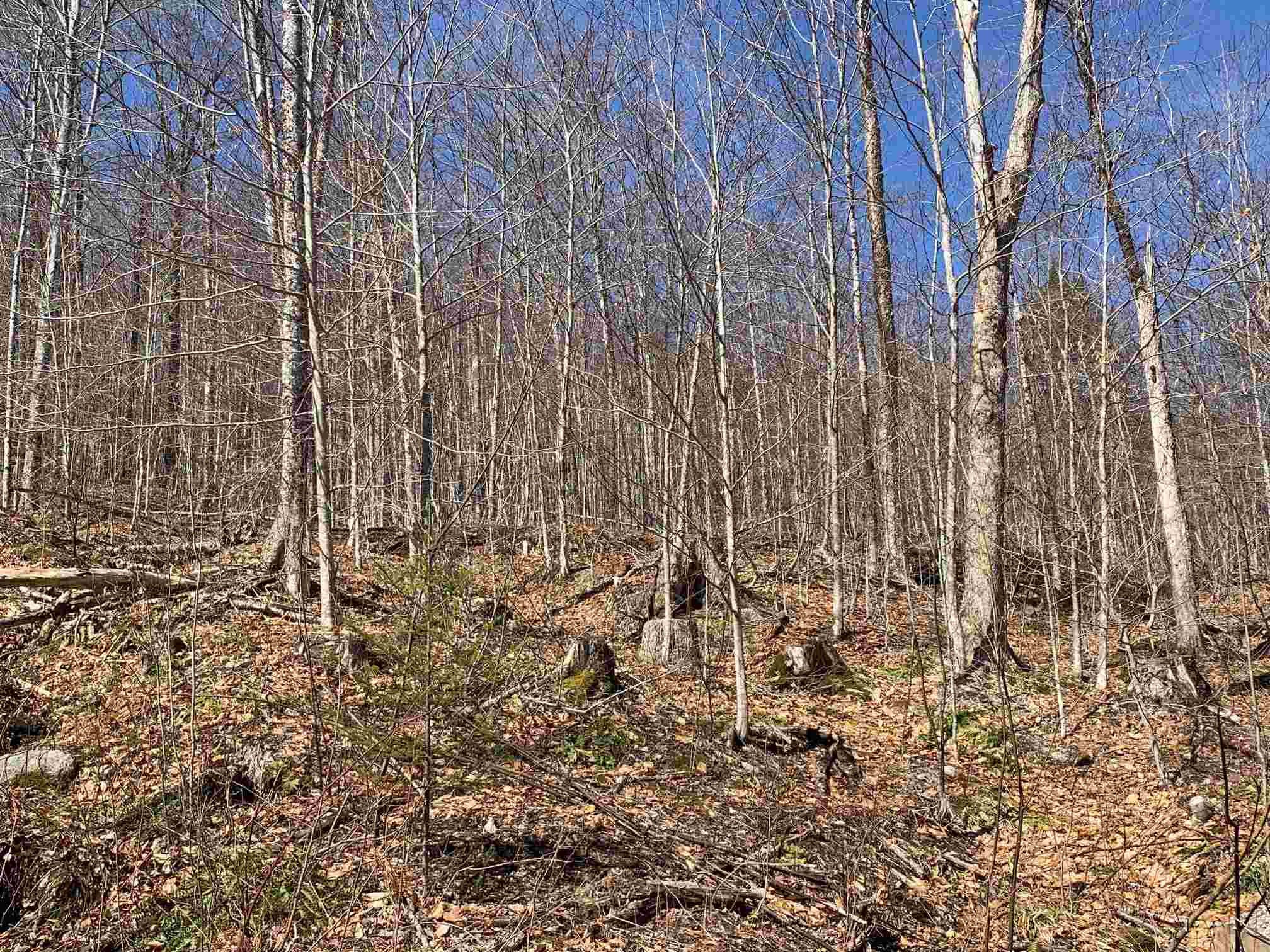 0 Moise Wood Road Island Pond, VT 05846 - Photo 7 of 19