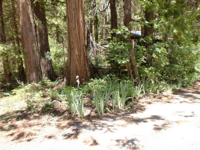 7537 Linda Road Shingletown, CA 96088 - Photo 4 of 25 CIMG3929