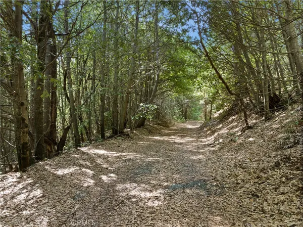a view of a forest with trees