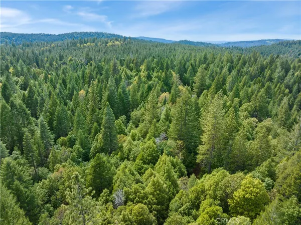 a view of a lush green forest with trees and some houses