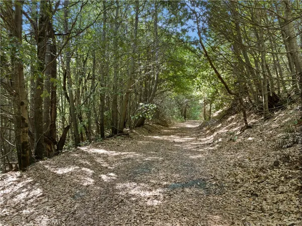 a view of a forest with trees