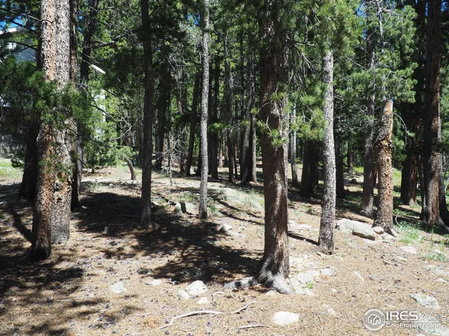 a view of a forest filled with trees