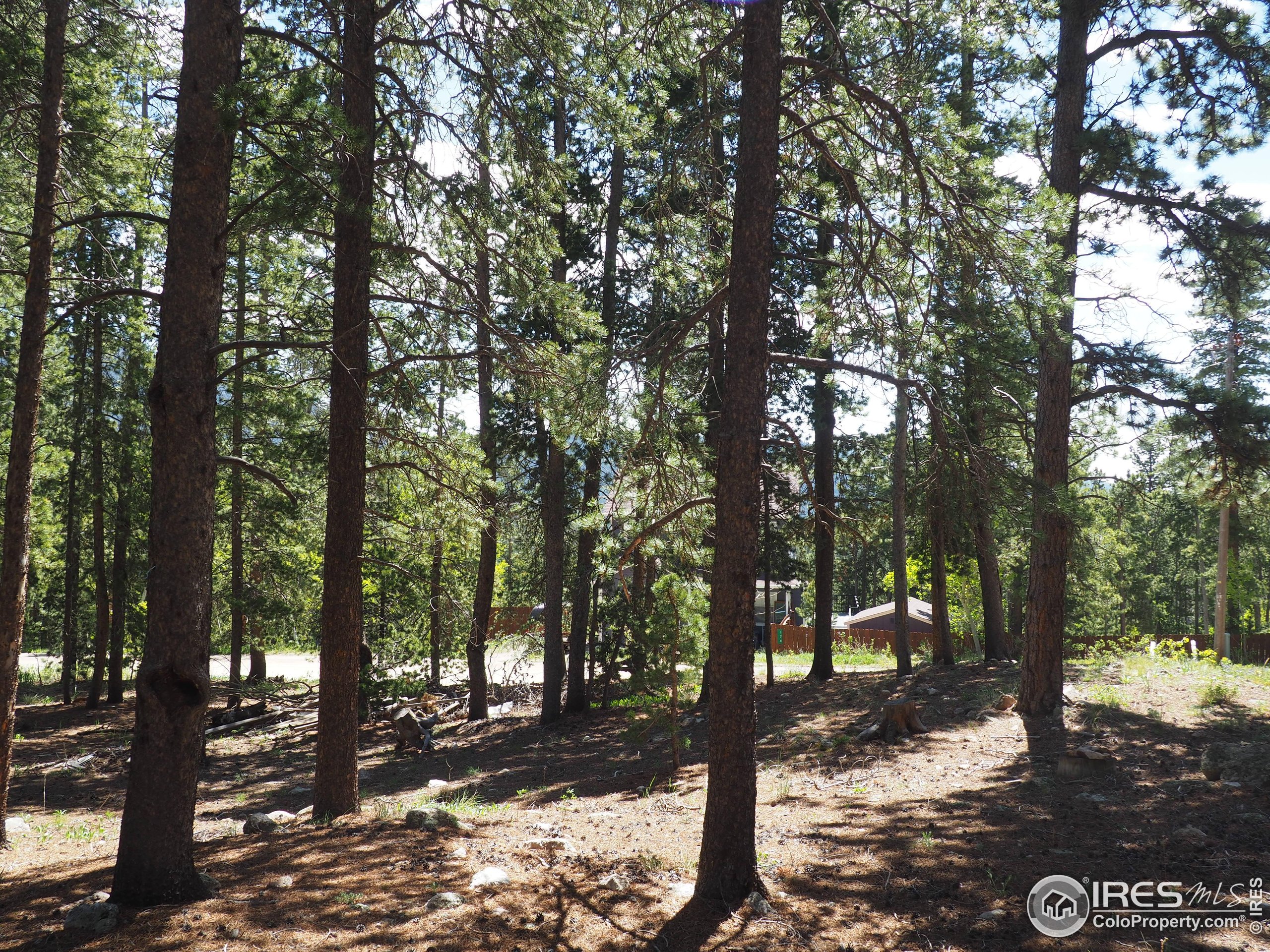 0 Caesar Road Black Hawk, CO 80422 - Photo 9 of 10 a view of a forest filled with trees