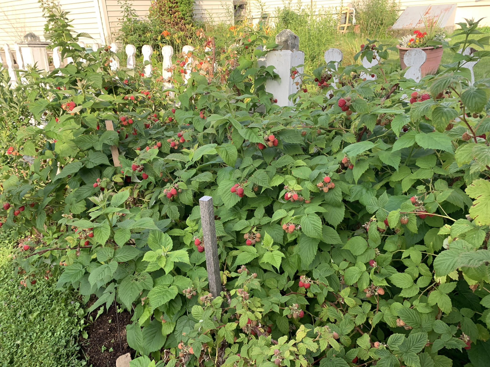89 Groveside Road Portland, ME 04102 - Photo 29 of 34 berries