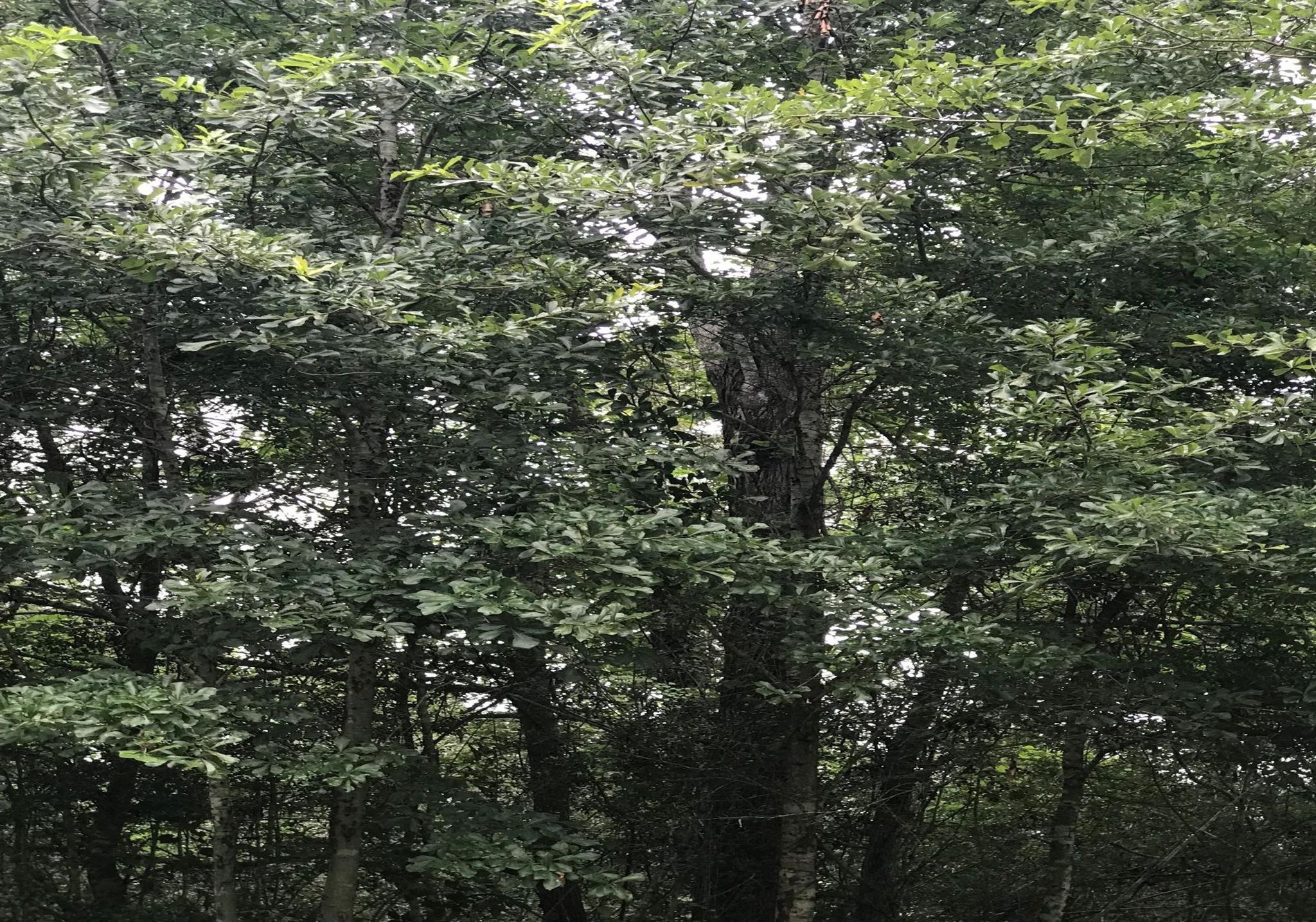 26150 Grand Pines Road Magnolia, TX 77355 - Photo 11 of 21 Thick full canopied Trees