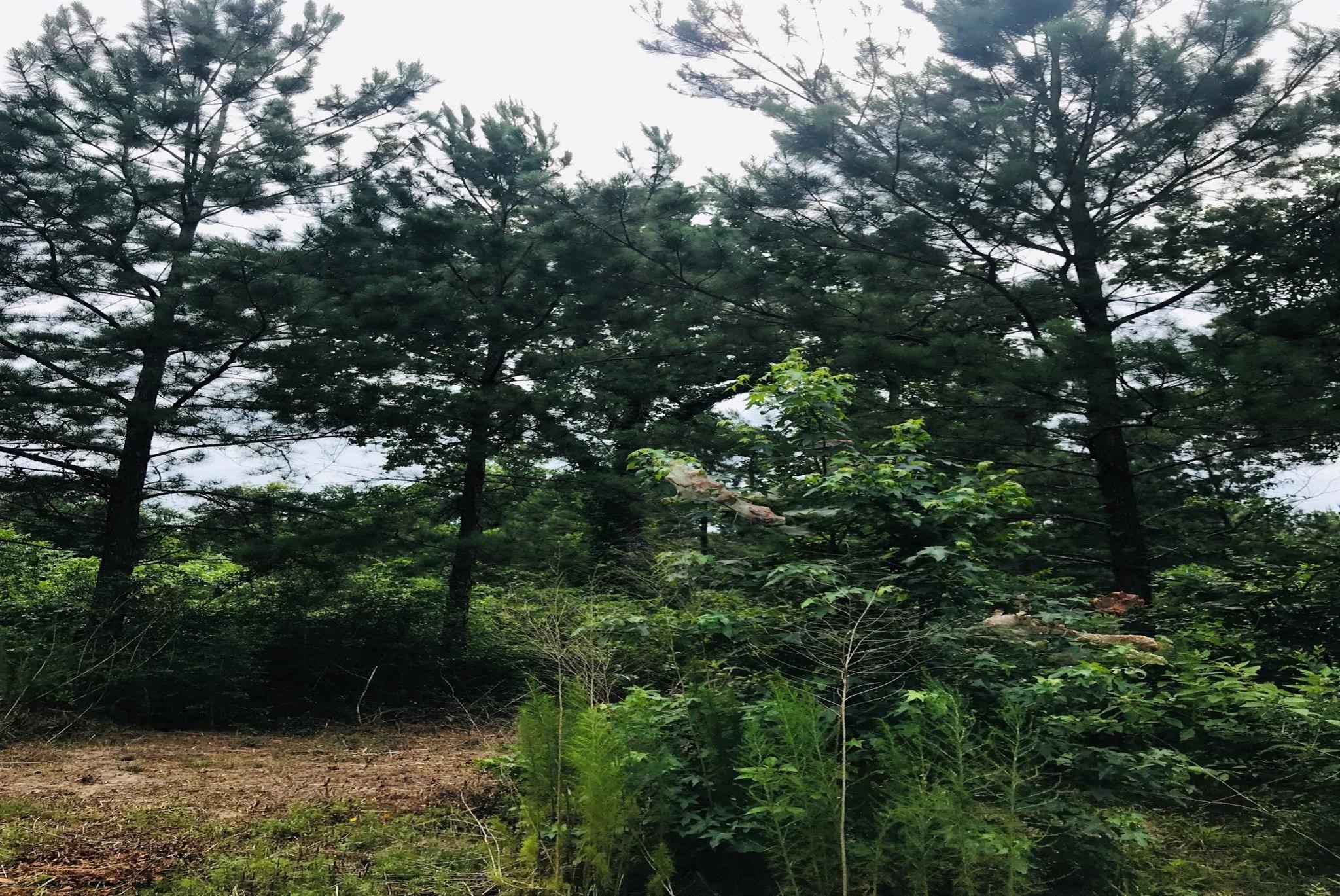 26150 Grand Pines Road Magnolia, TX 77355 - Photo 4 of 21 Take a breath of fresh air