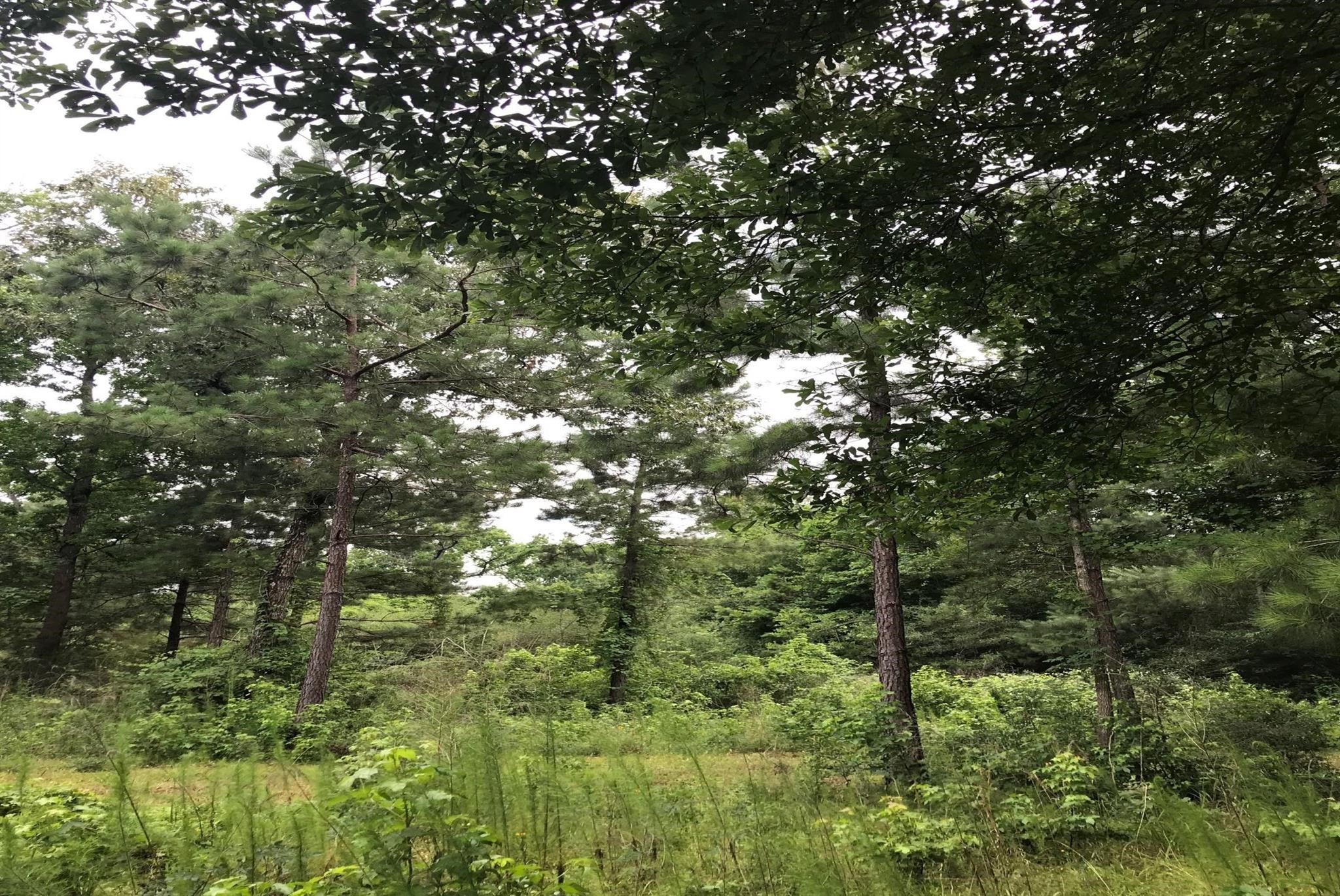 26150 Grand Pines Road Magnolia, TX 77355 - Photo 7 of 21 Build livestock fencing