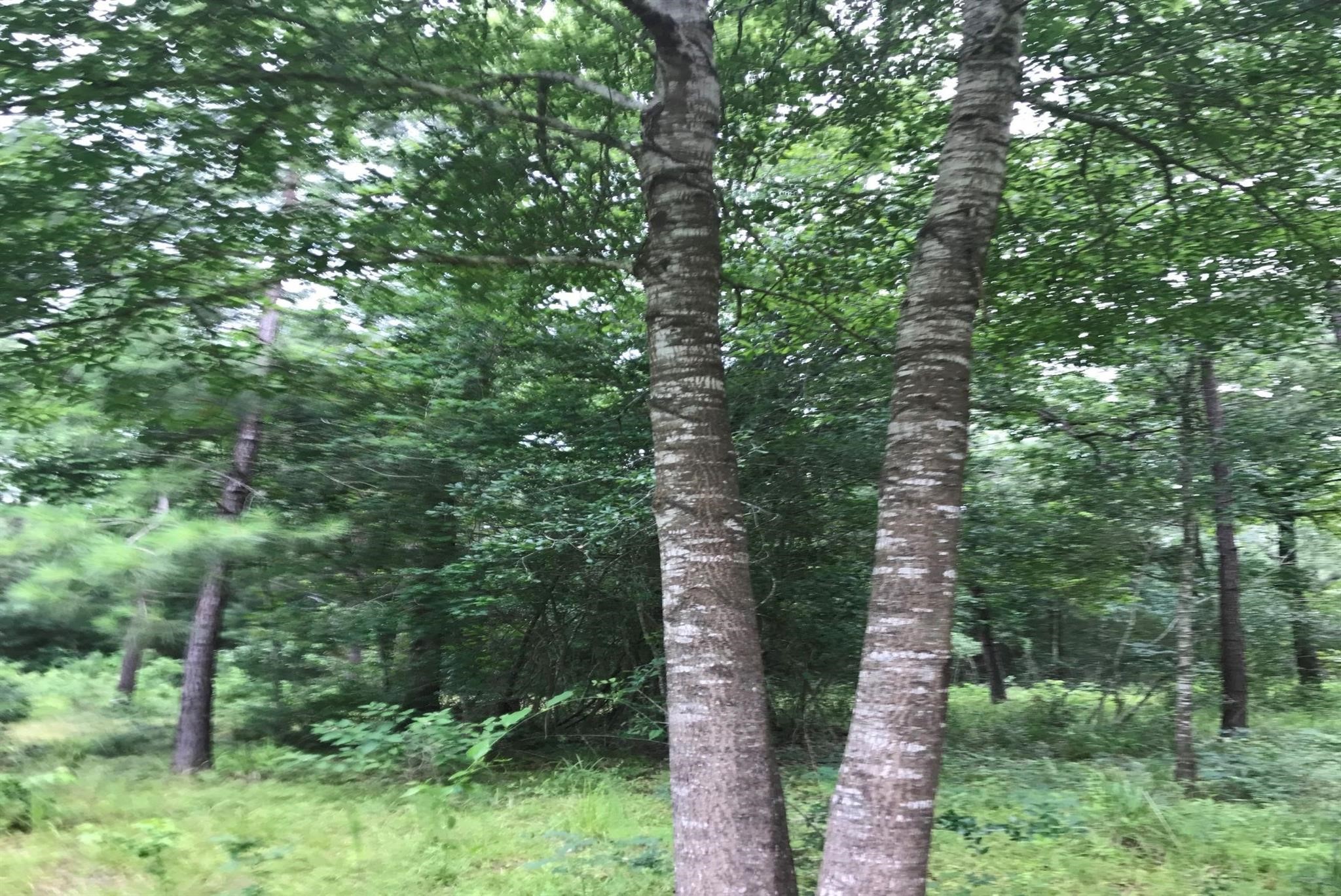 26150 Grand Pines Road Magnolia, TX 77355 - Photo 8 of 21 Hardwood & Softwood Trees