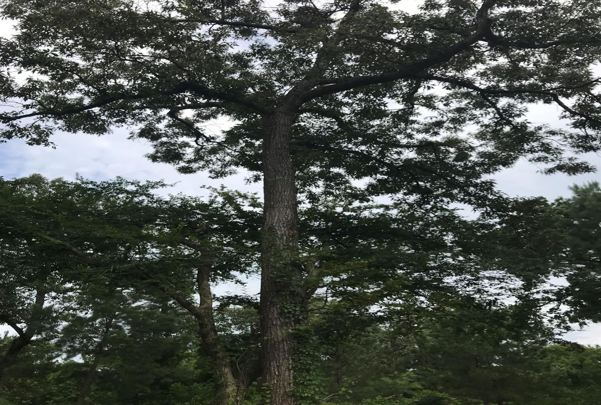 26150 Grand Pines Road Magnolia, TX 77355 - Photo 9 of 21 Majestic Shade Trees