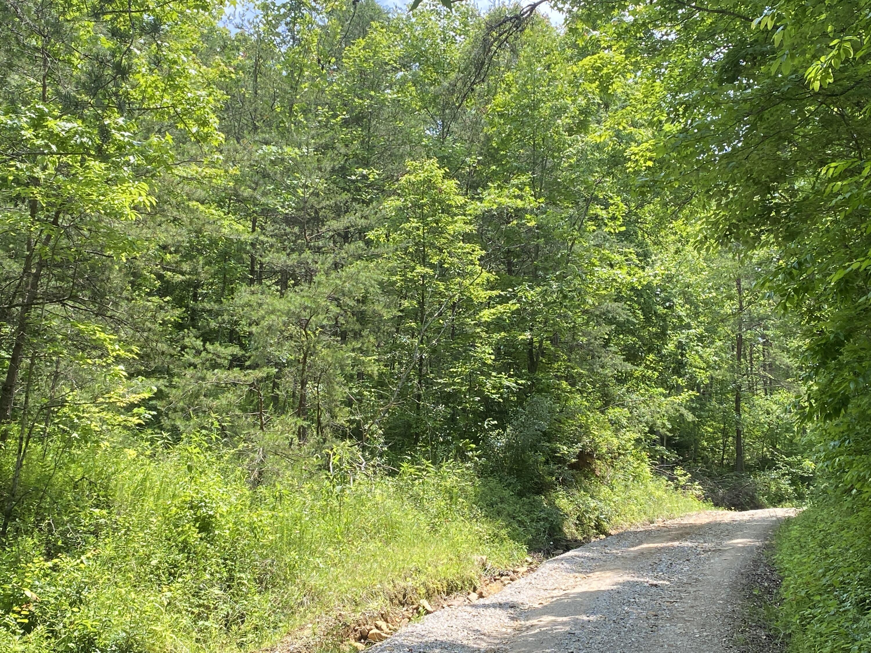 0 Rock Creek Road Strunk, KY 42649 - Photo 7 of 14 IMG_7391