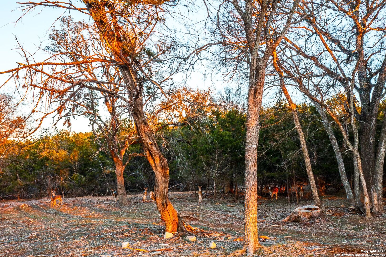 327 Waring Welfare Road Boerne, TX 78006 - Photo 15 of 17 a backyard of a house with lots of trees