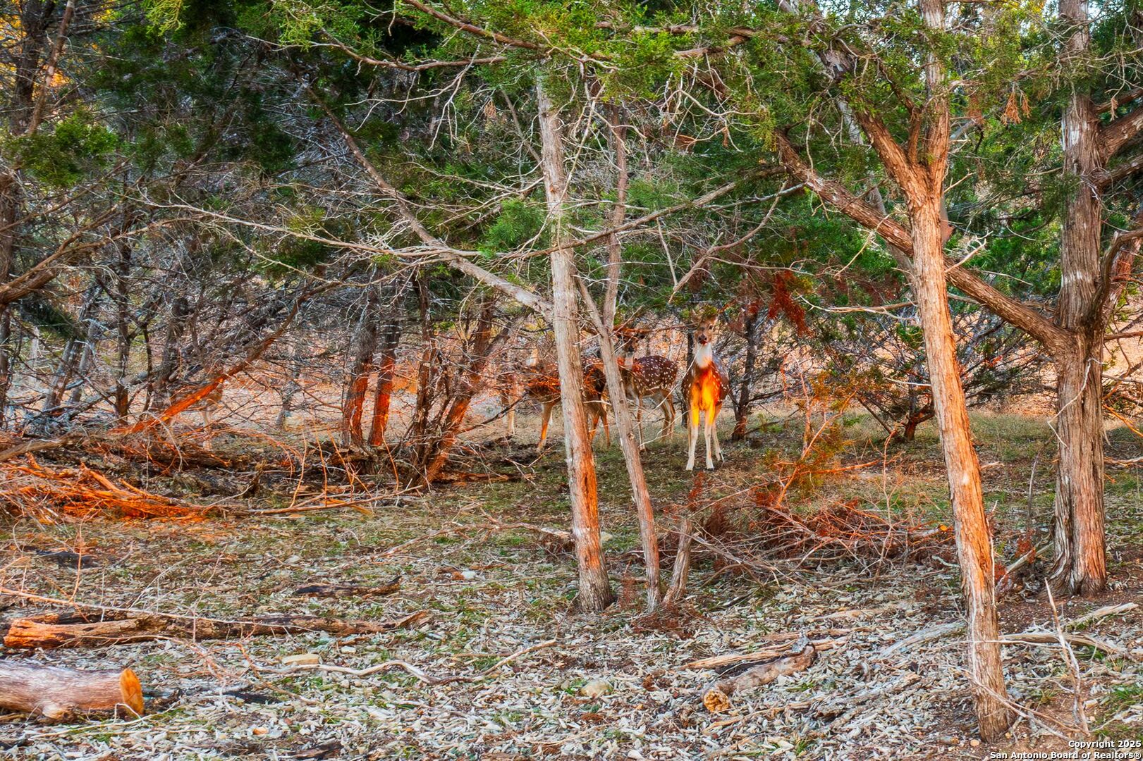 327 Waring Welfare Road Boerne, TX 78006 - Photo 6 of 17 a backyard of a house with lots of green space