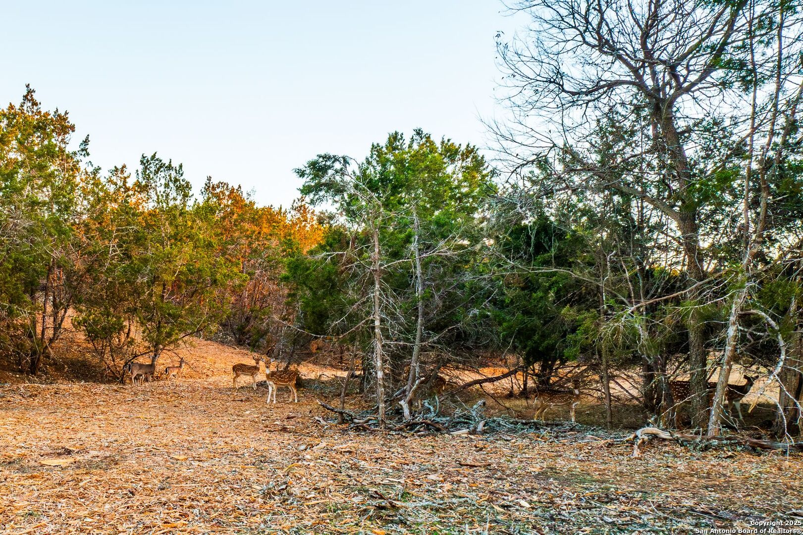 327 Waring Welfare Road Boerne, TX 78006 - Photo 7 of 17 a backyard of a house with lots of green space