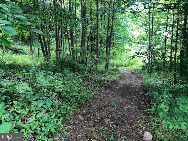 Lot #5 Mccauley Road Conowingo, MD 21918 - Photo 5 of 8 Trail on property