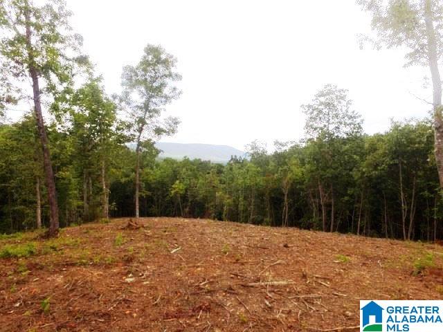 22-acres Clairmont Springs Road, Unit 22 ACRES Lineville, AL 36266 - Photo 9 of 16
